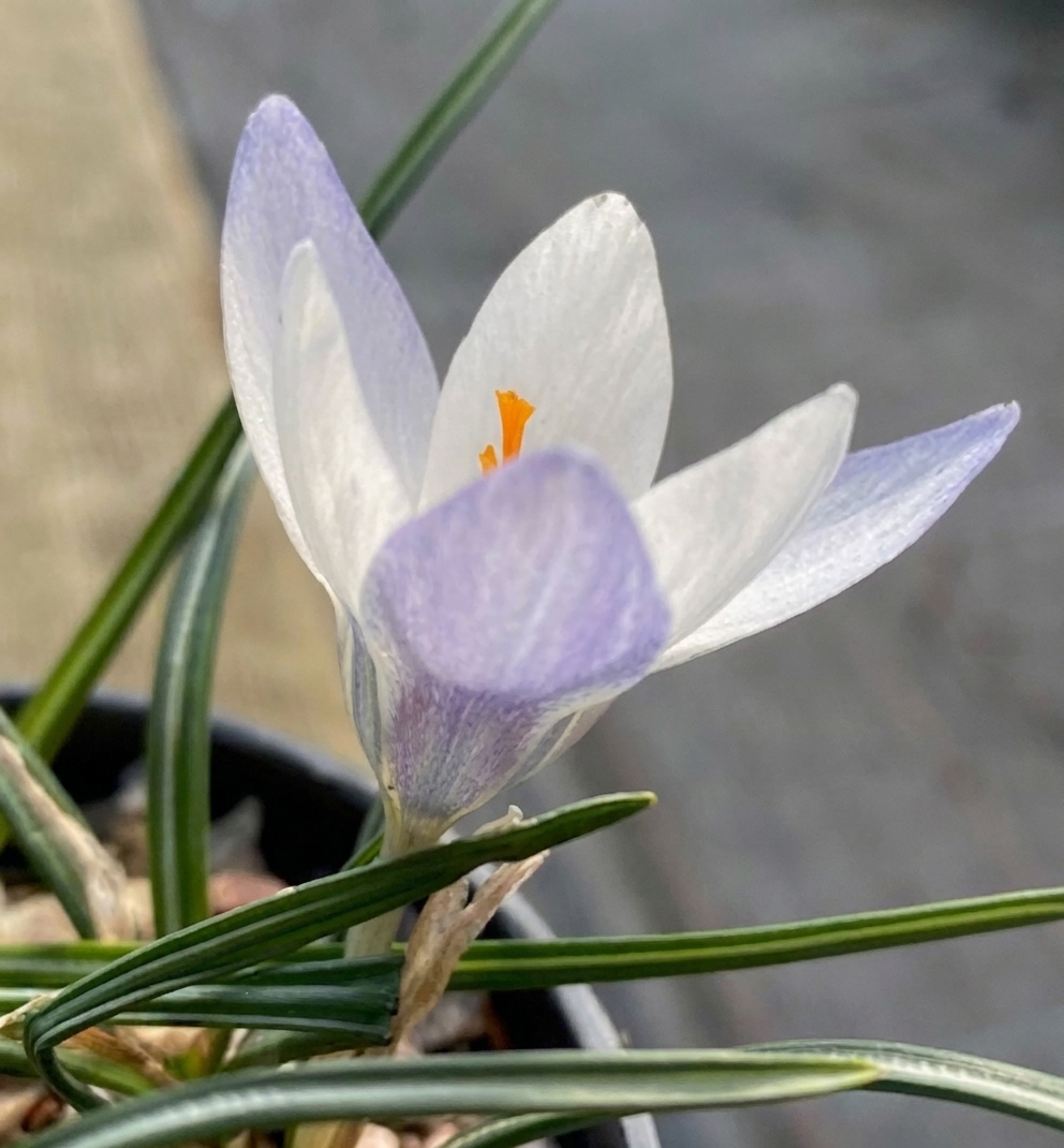 Crocus biflorus weldenii 'Fairy' 